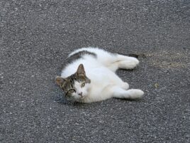 Pleasant Gap cat shooting prompts animal cruelty investigation