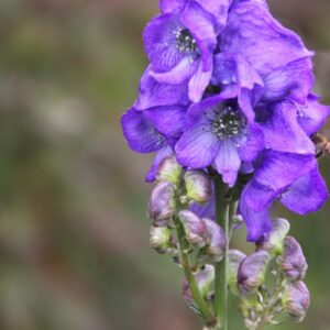 SpookyPlantsWalk-1