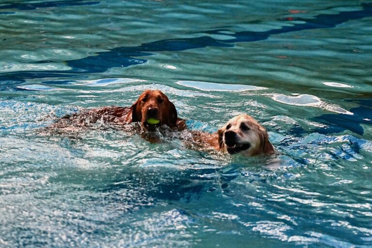 Pooches Get the Final Swim of the Season at Park Forest Community Pool’s Paws-A-Pool-Ooza