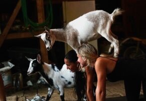 Rain or Shine, Goat Yoga Brings Joy to Nittany Meadow Farm