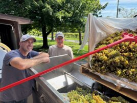 Centre County Winery’s Grape Harvest Shows ‘Devastating’ Effects of Spring Freeze