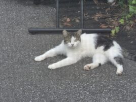Rescue Cat Fatally Shot in Pleasant Gap, Reward Offered in Animal Cruelty Investigation