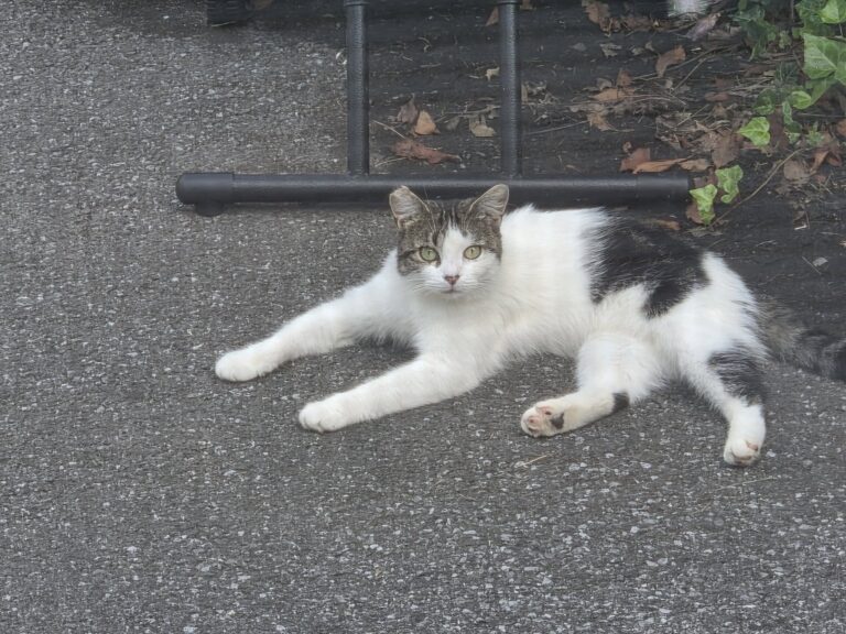 Rescue Cat Fatally Shot in Pleasant Gap, Reward Offered in Animal Cruelty Investigation