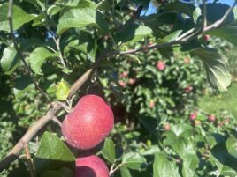 This Storied Apple Is Pa.’s Most Grown, but You’ve Probably Never Seen It in the Produce Section