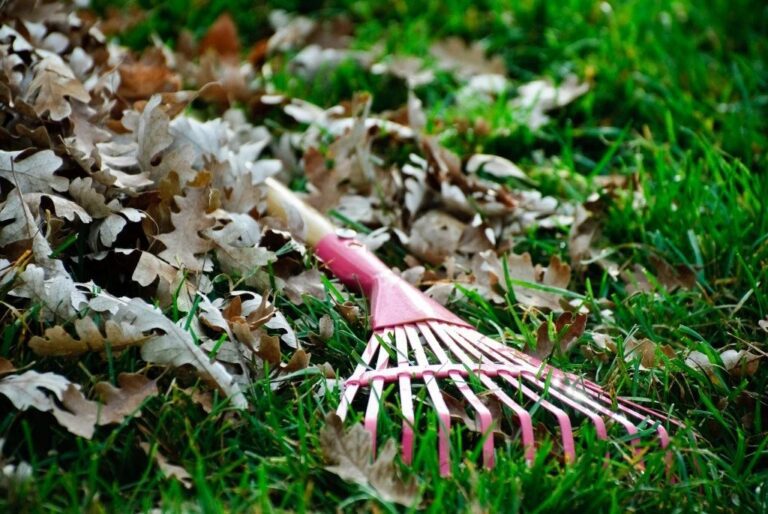 What to Cut Back and What to Leave Standing in Your Garden’s Fall Cleanup