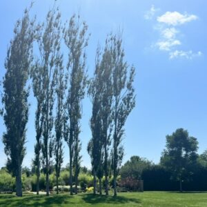 poplars
